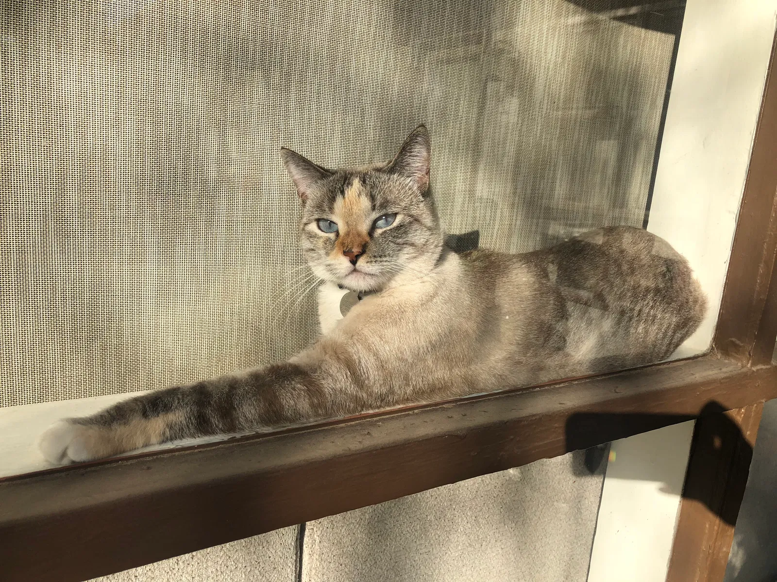 Lost cat in Palm Springs, CA, 92262