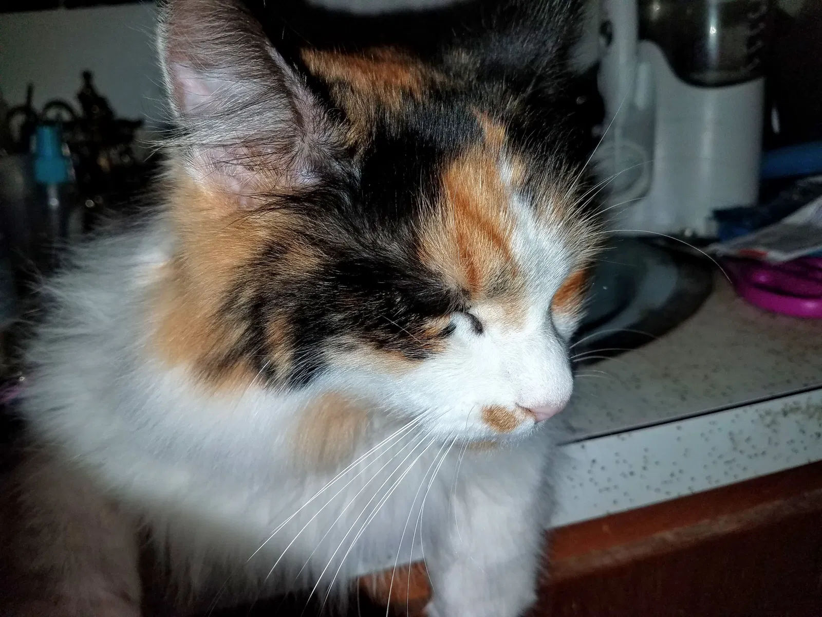 Lost cat in Anderson Island, WA, 98303