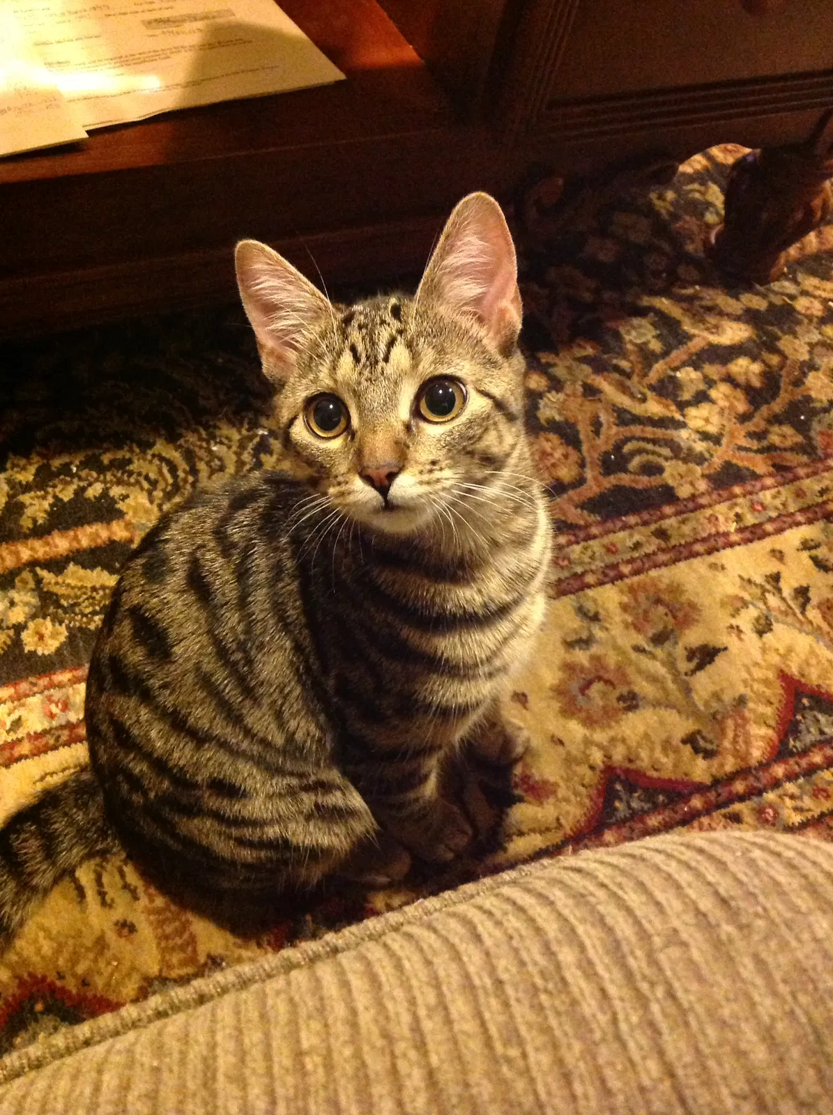 Lost cat in Lake Dallas, TX, 75065