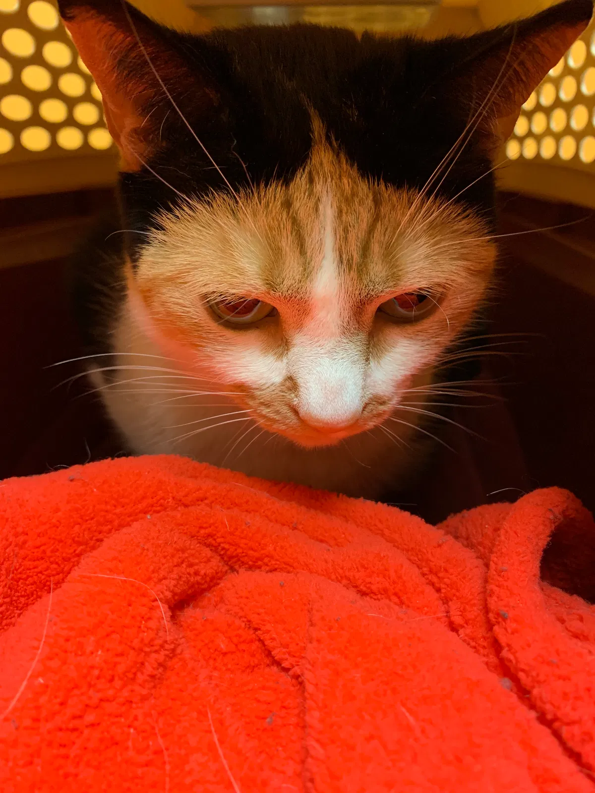 Lost cat in Green Bay, WI, 54313