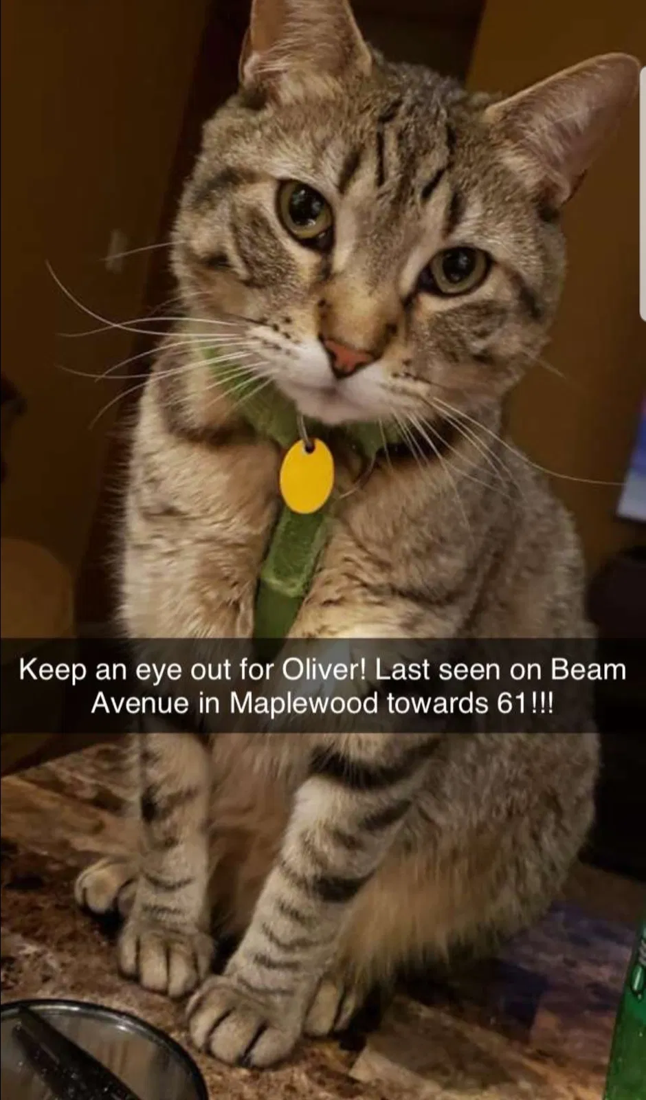 Lost cat in Saint Paul, MN, 55109