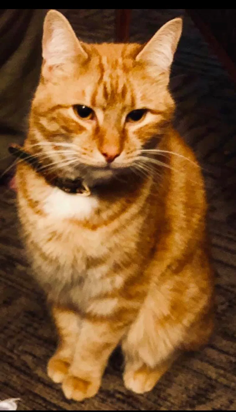 Lost cat in Boones Mill, VA, 24065