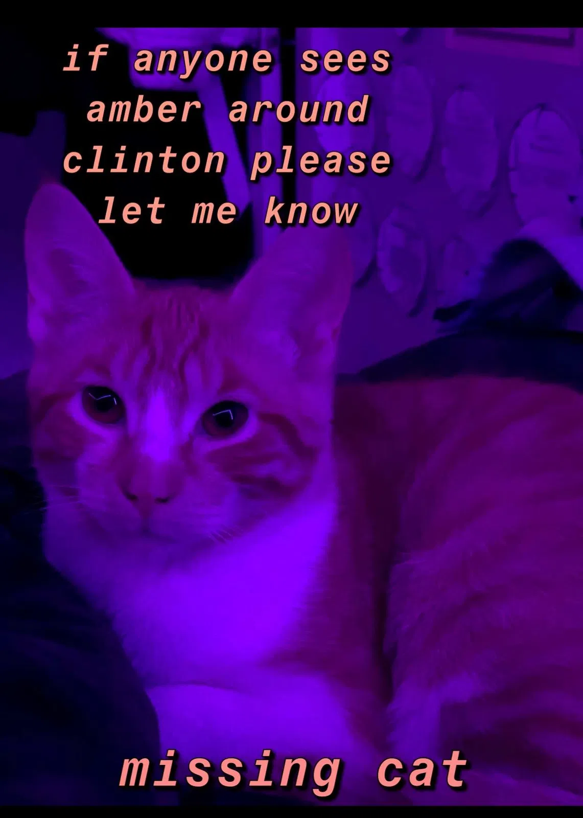 Lost cat in Clinton, NY, 13323