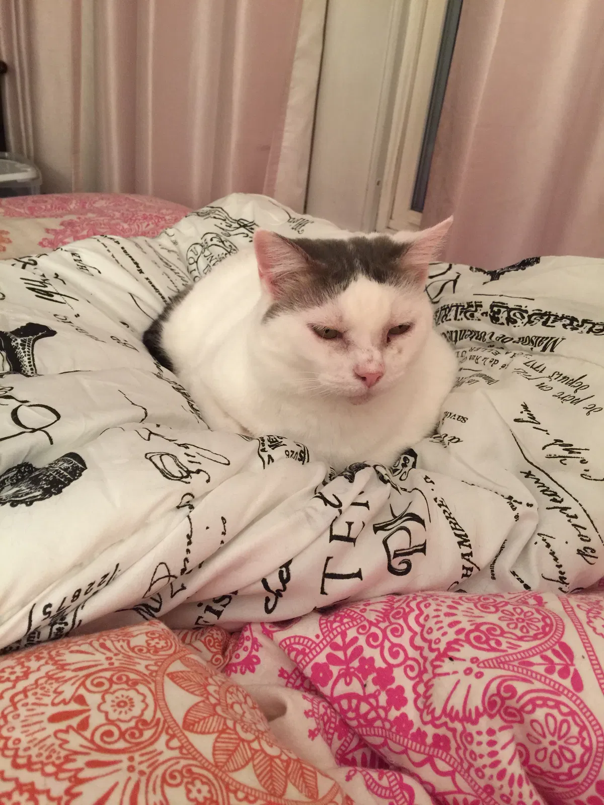 Lost cat in Albuquerque, NM, 87113