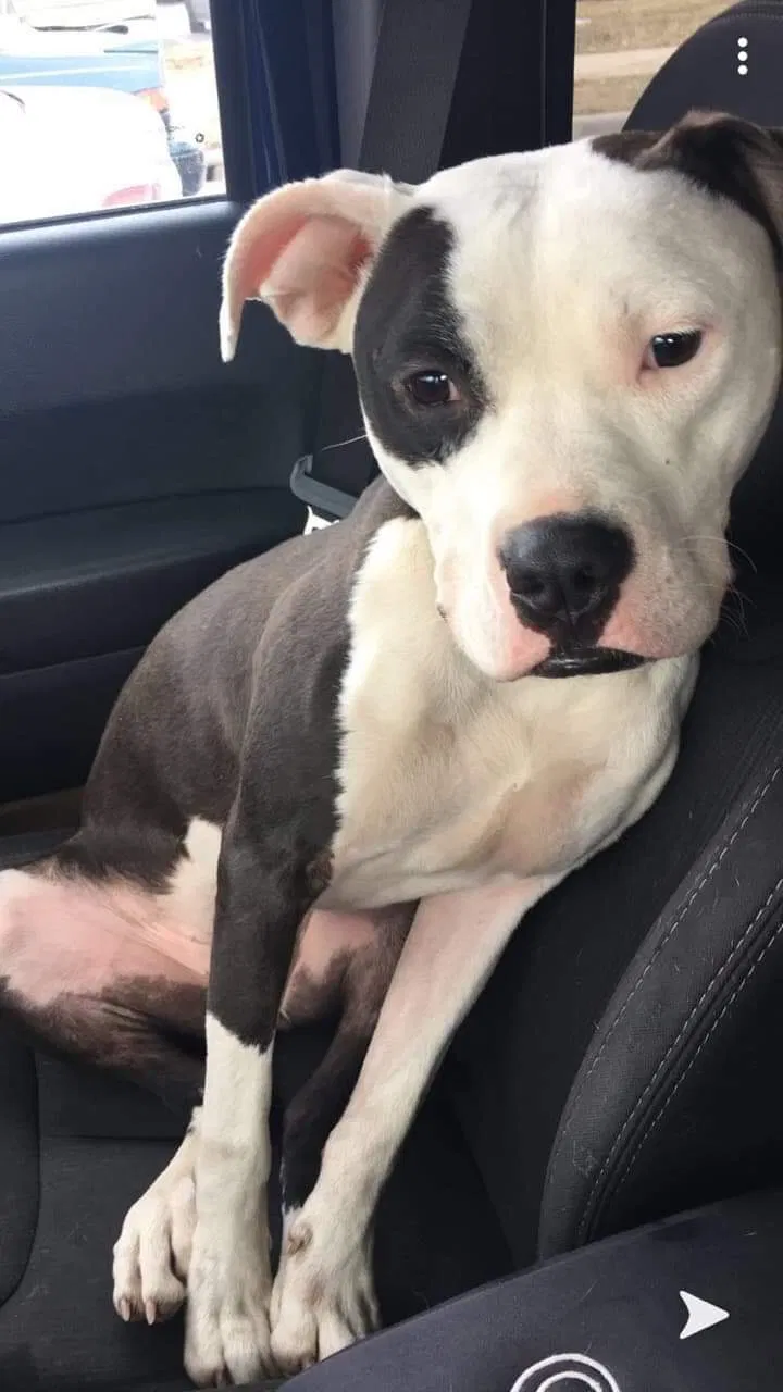 Lost dog in Columbus, OH, 43224