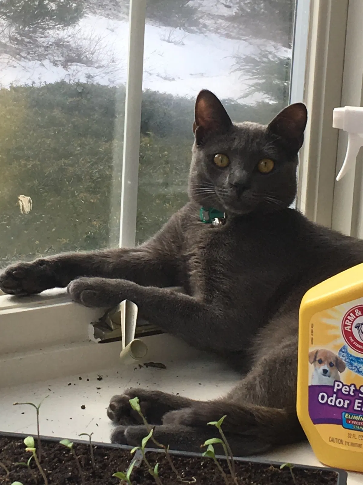 Lost cat in Palatine, IL, 60067