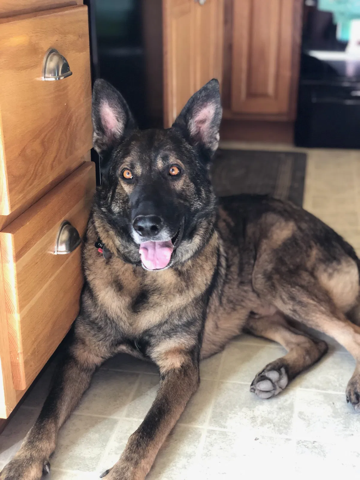 Lost dog in Chaparral, NM, 88081