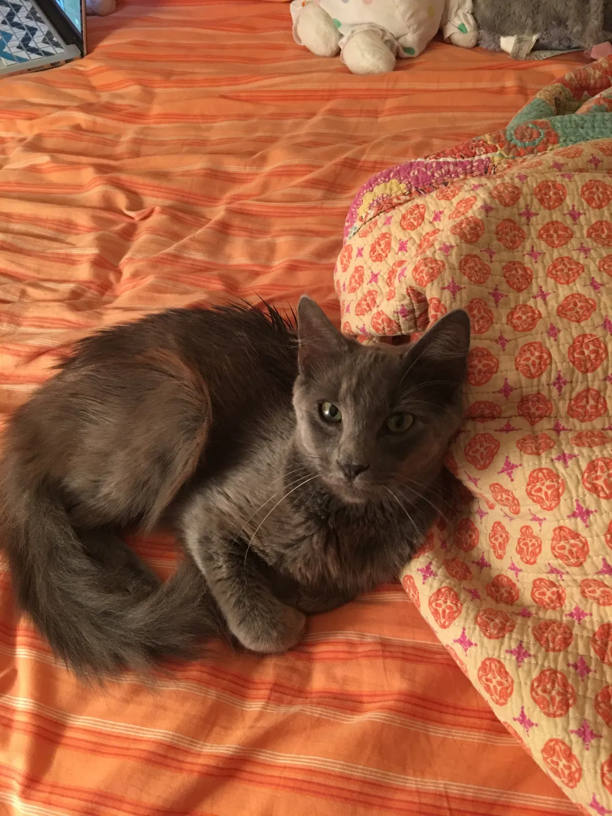 Lost cat in The Villages, FL, 32162