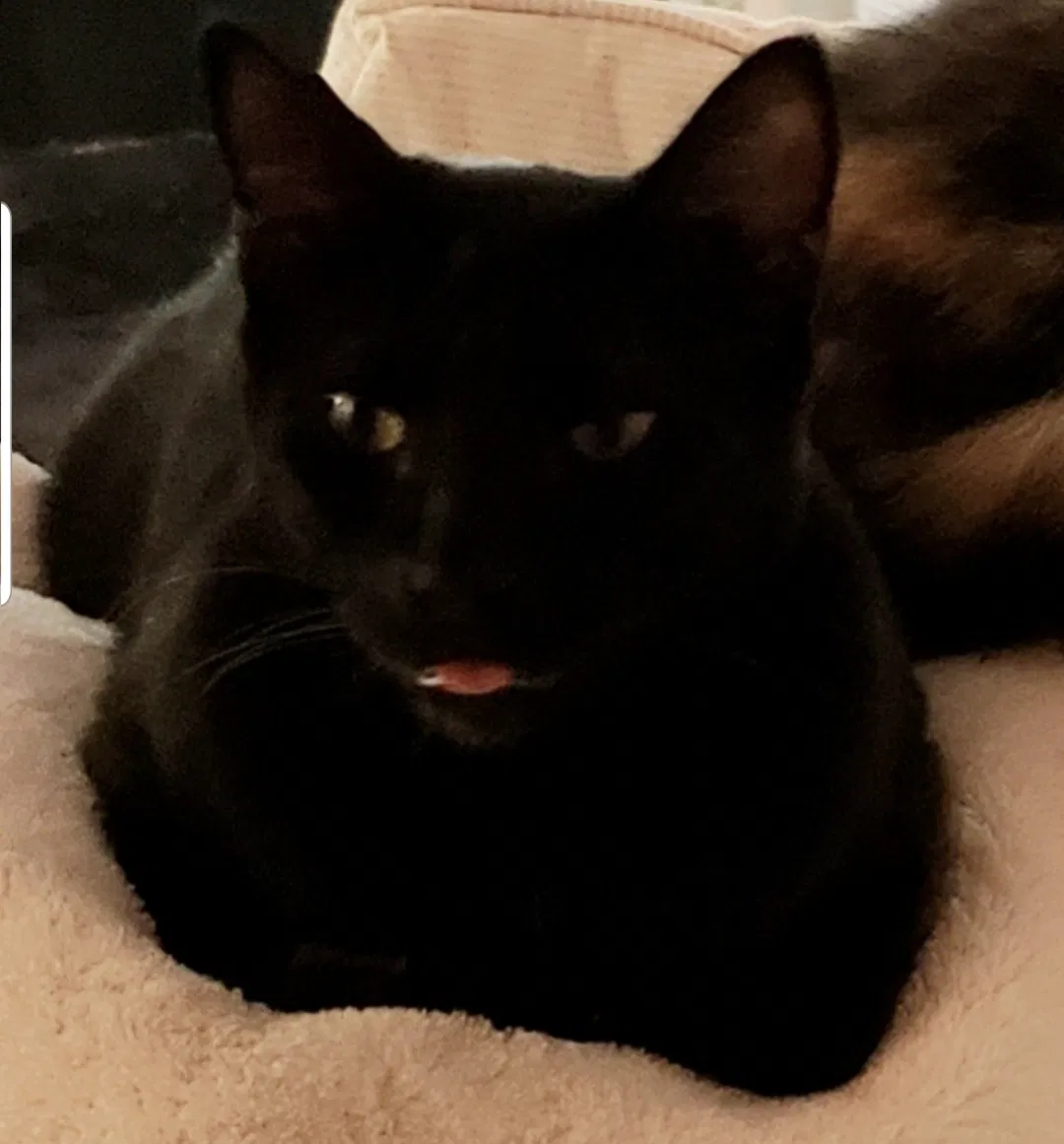 Lost cat in Mc Lean, VA, 22101