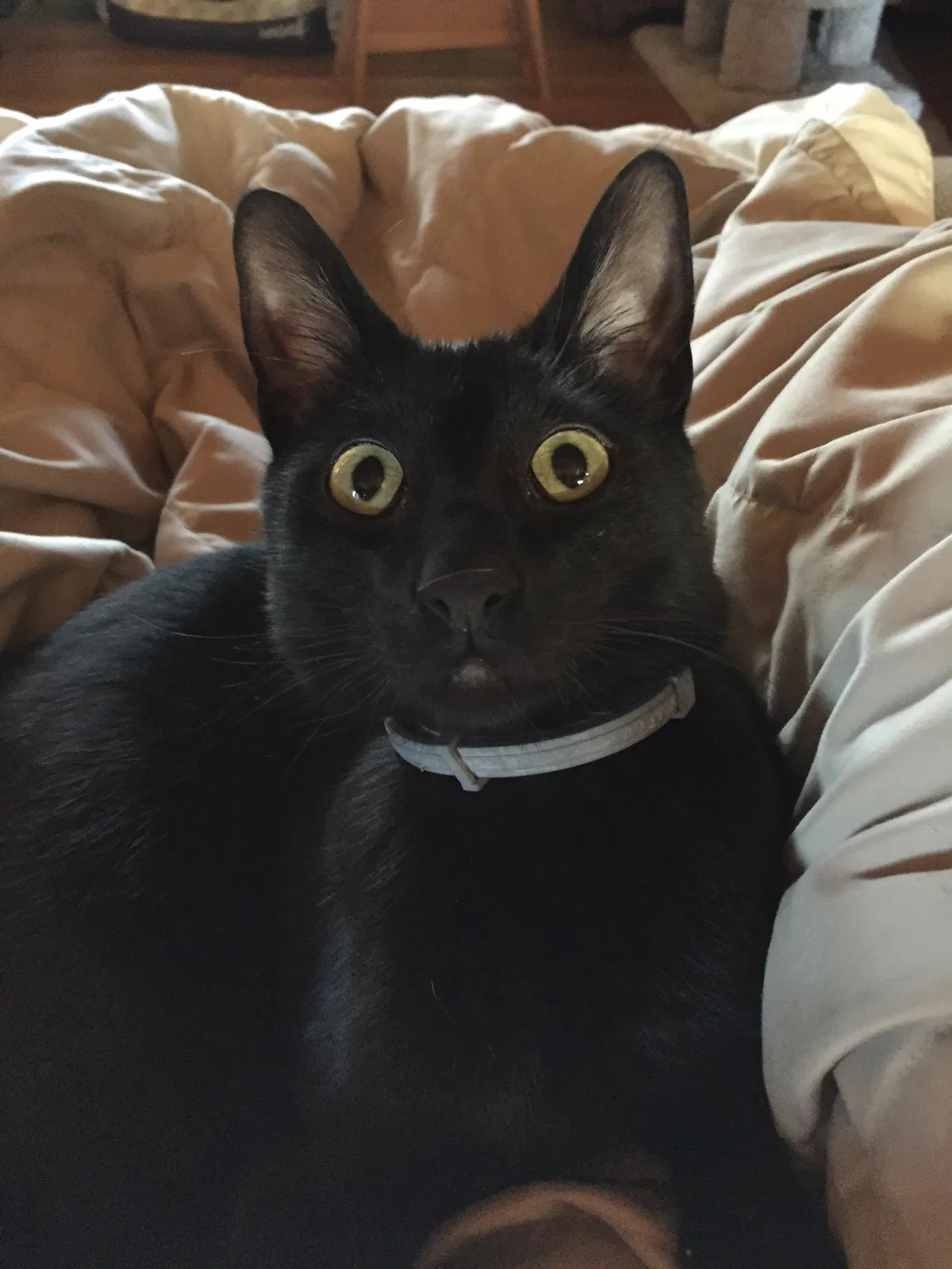 Lost cat in Charlotte, TN, 37036