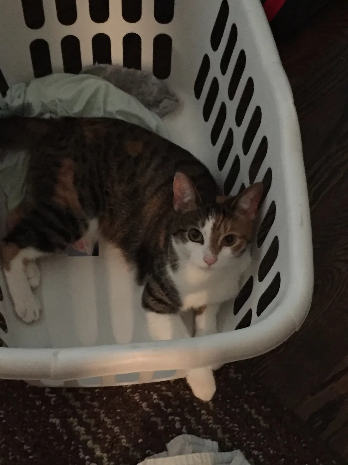 Lost cat in Knoxville, TN, 37917