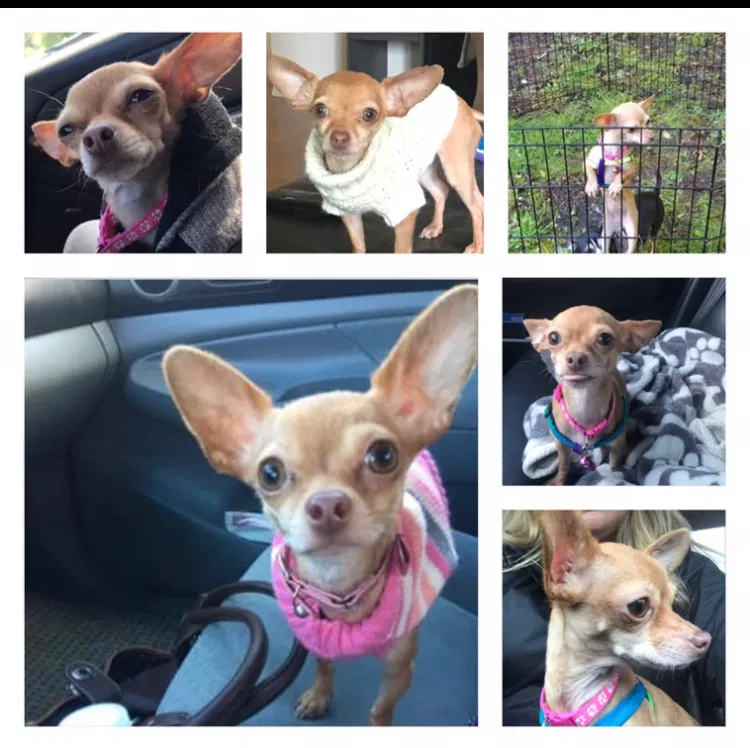 Lost dog in Salem, OR, 97302
