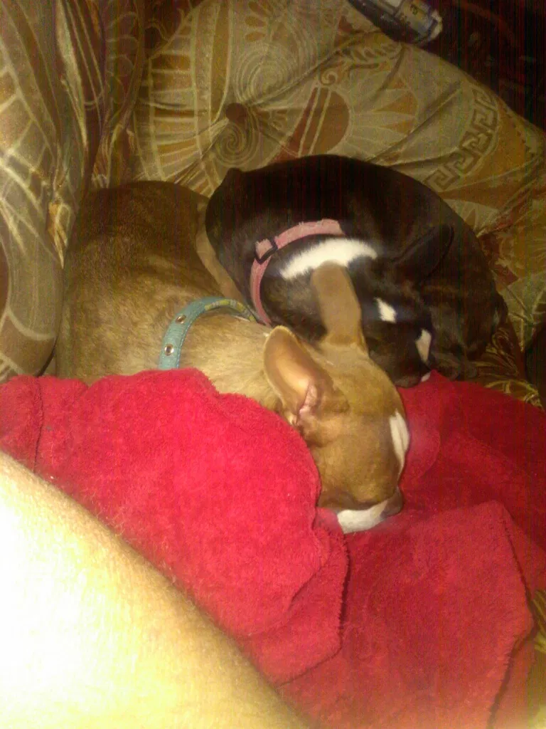 Lost dog in Lawton, OK, 73505