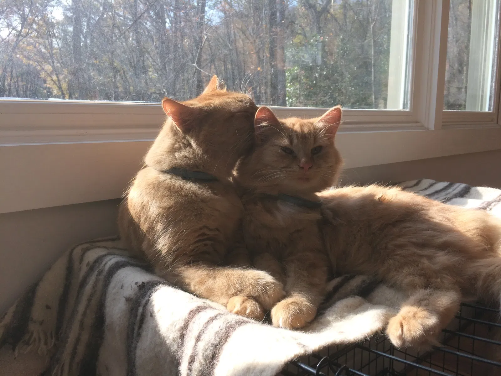 Lost cat in Chattanooga, TN, 37409