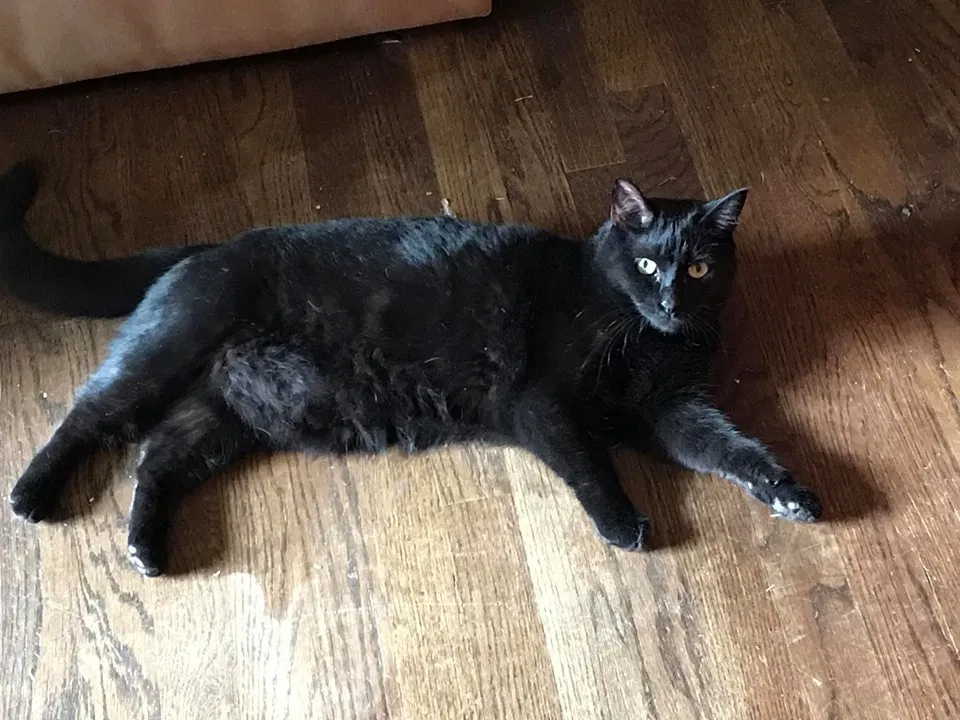 Lost cat in Memphis, TN, 38104