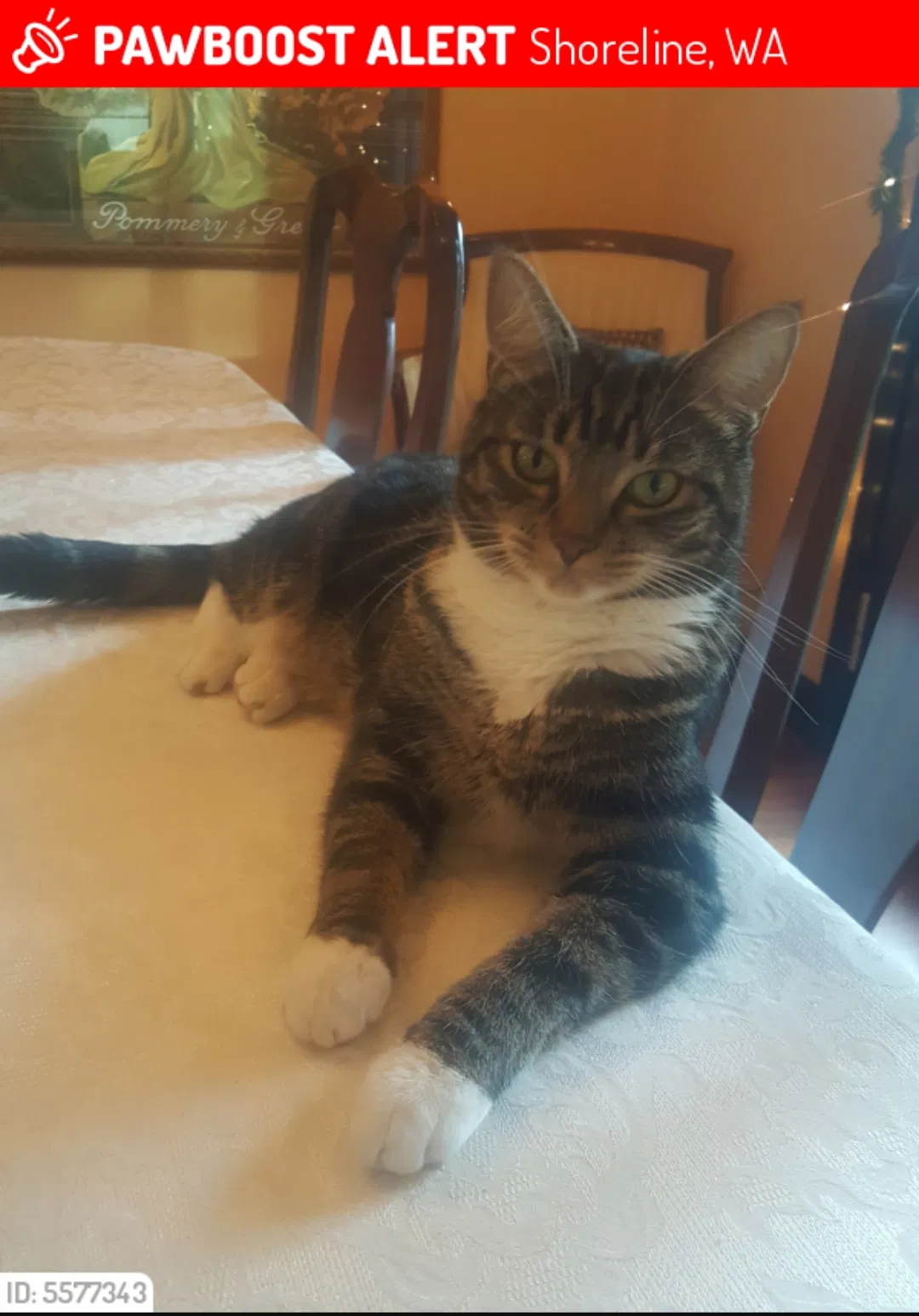 Lost cat in Seattle, WA, 98155