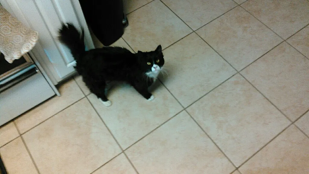 Lost cat in Franklin, TN, 37064
