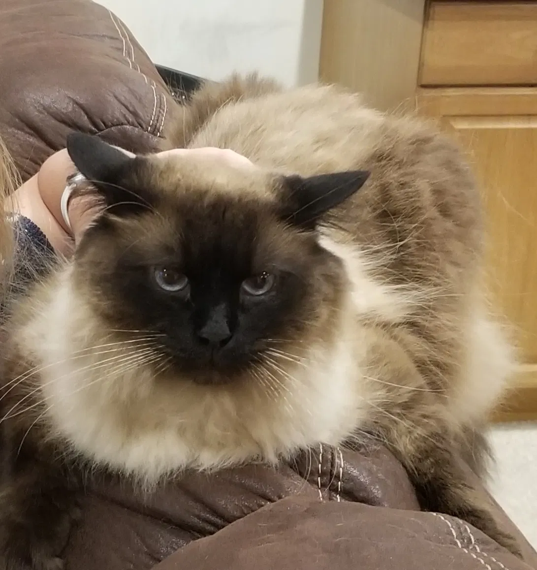 Lost cat in Suwanee, GA, 30024