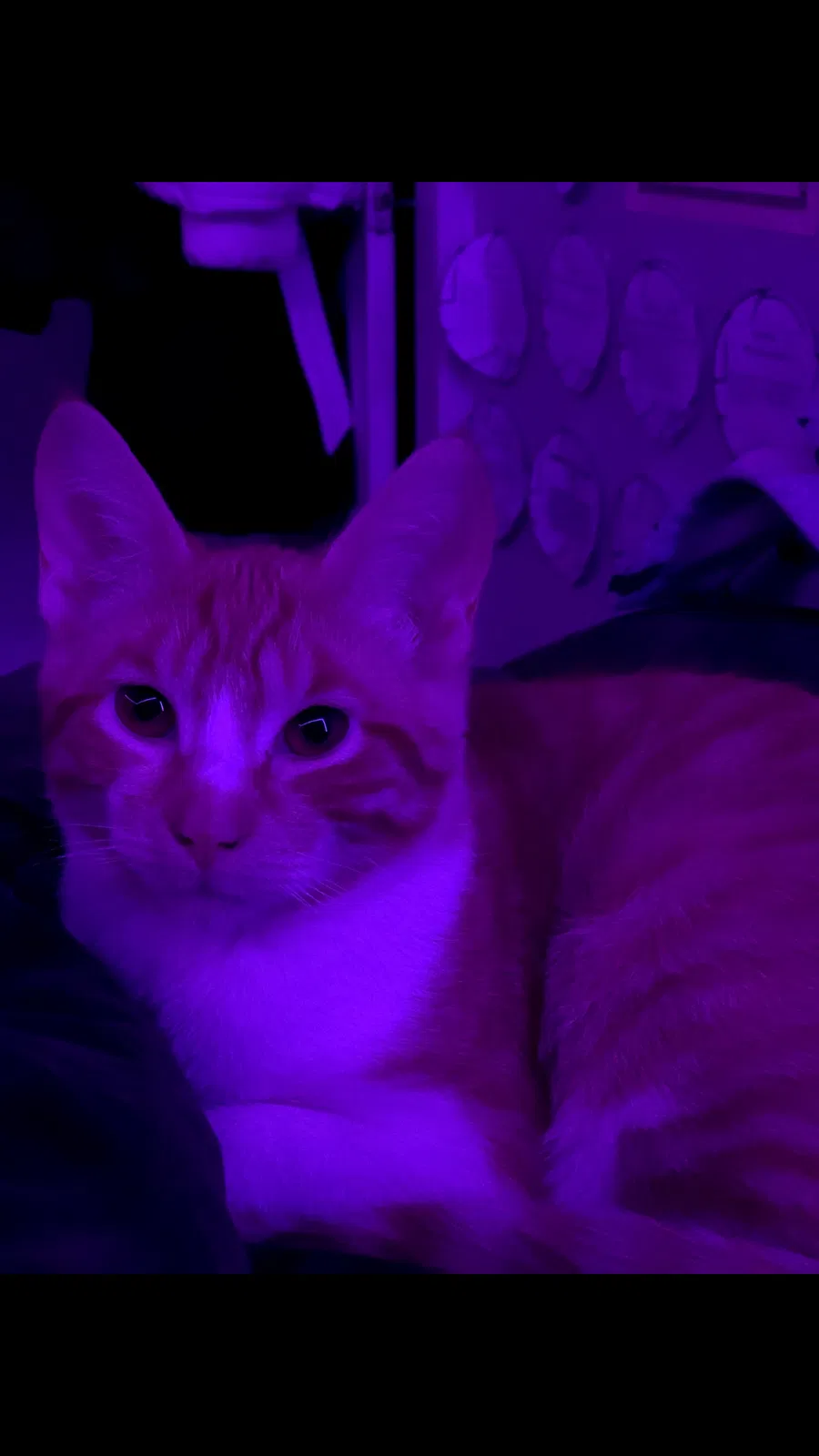 Lost cat in Clinton, NY, 13323