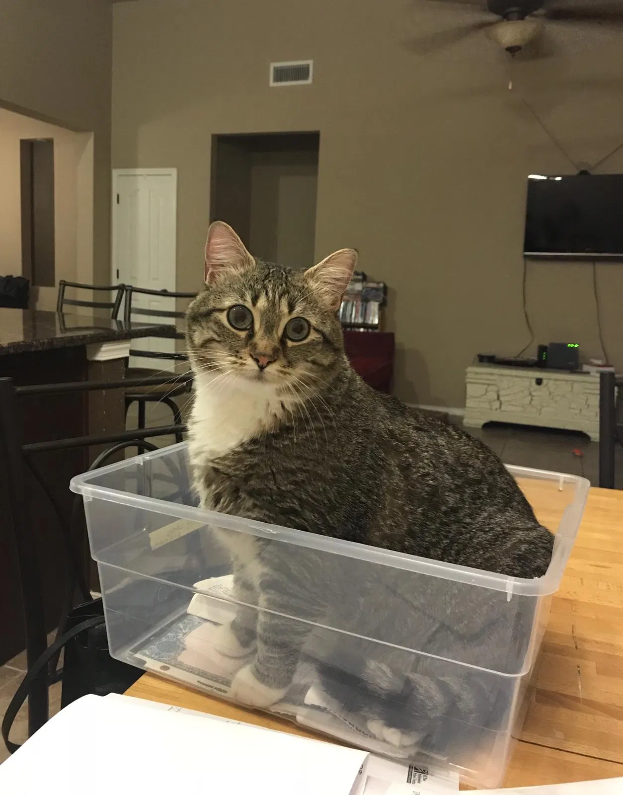 Lost cat in Santa Teresa, NM, 88008