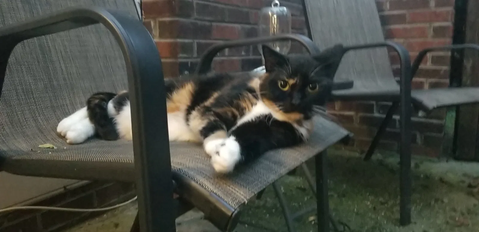 Lost cat in Charlotte, NC, 28210