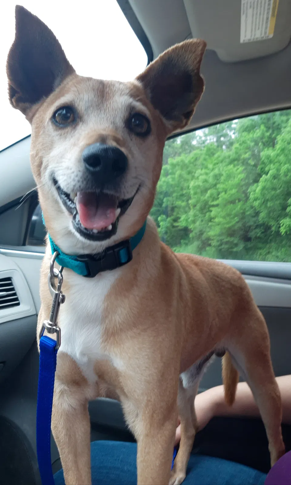 Lost dog in Blanchardville, WI, 53516