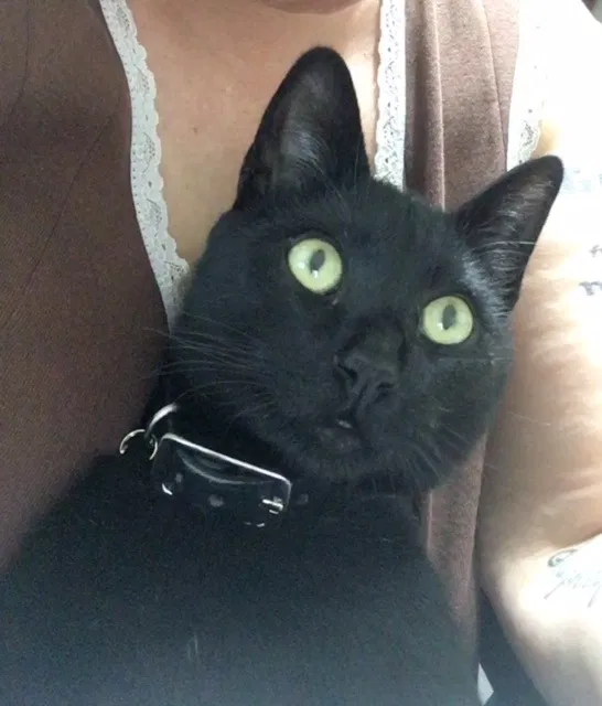 Lost cat in Riverside, CA, 92509
