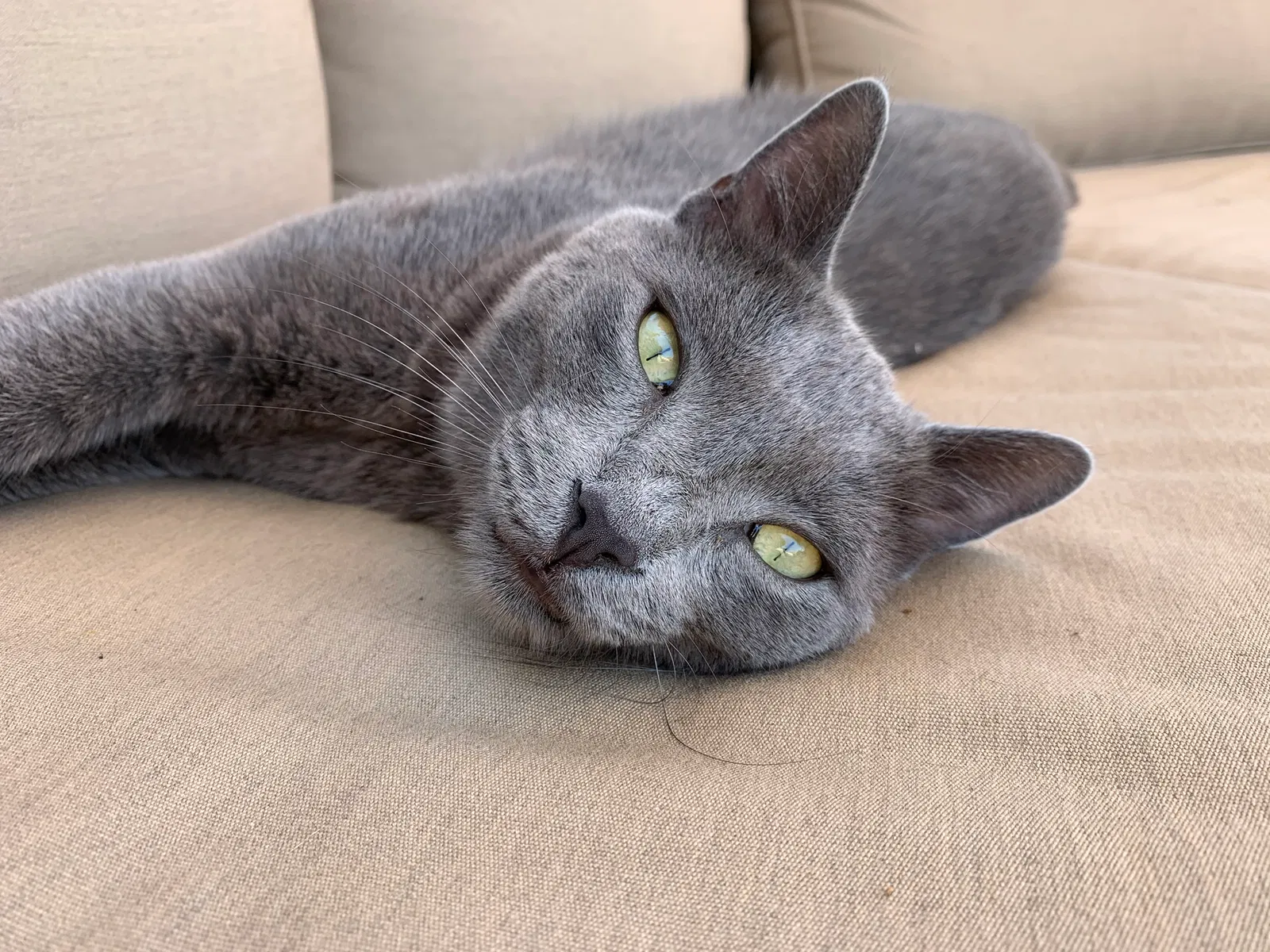 Lost cat in Fallbrook, CA, 92028