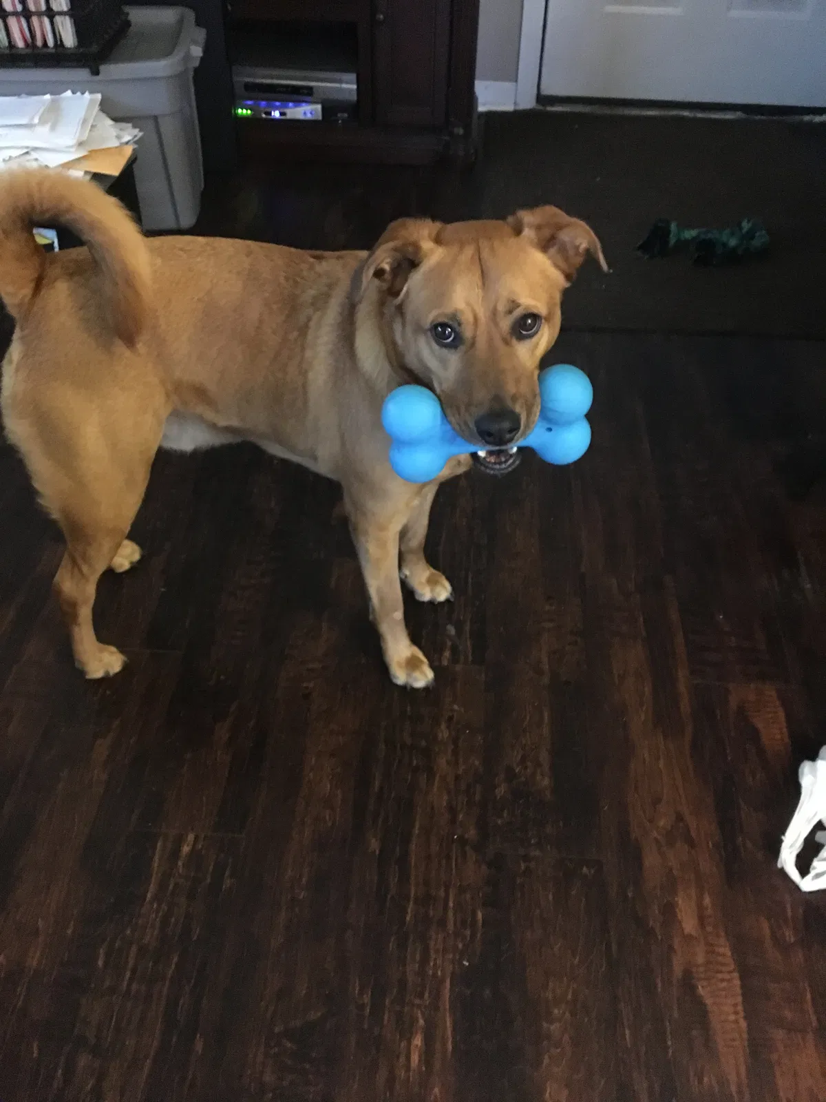 Lost dog in Fenton, MO, 63026