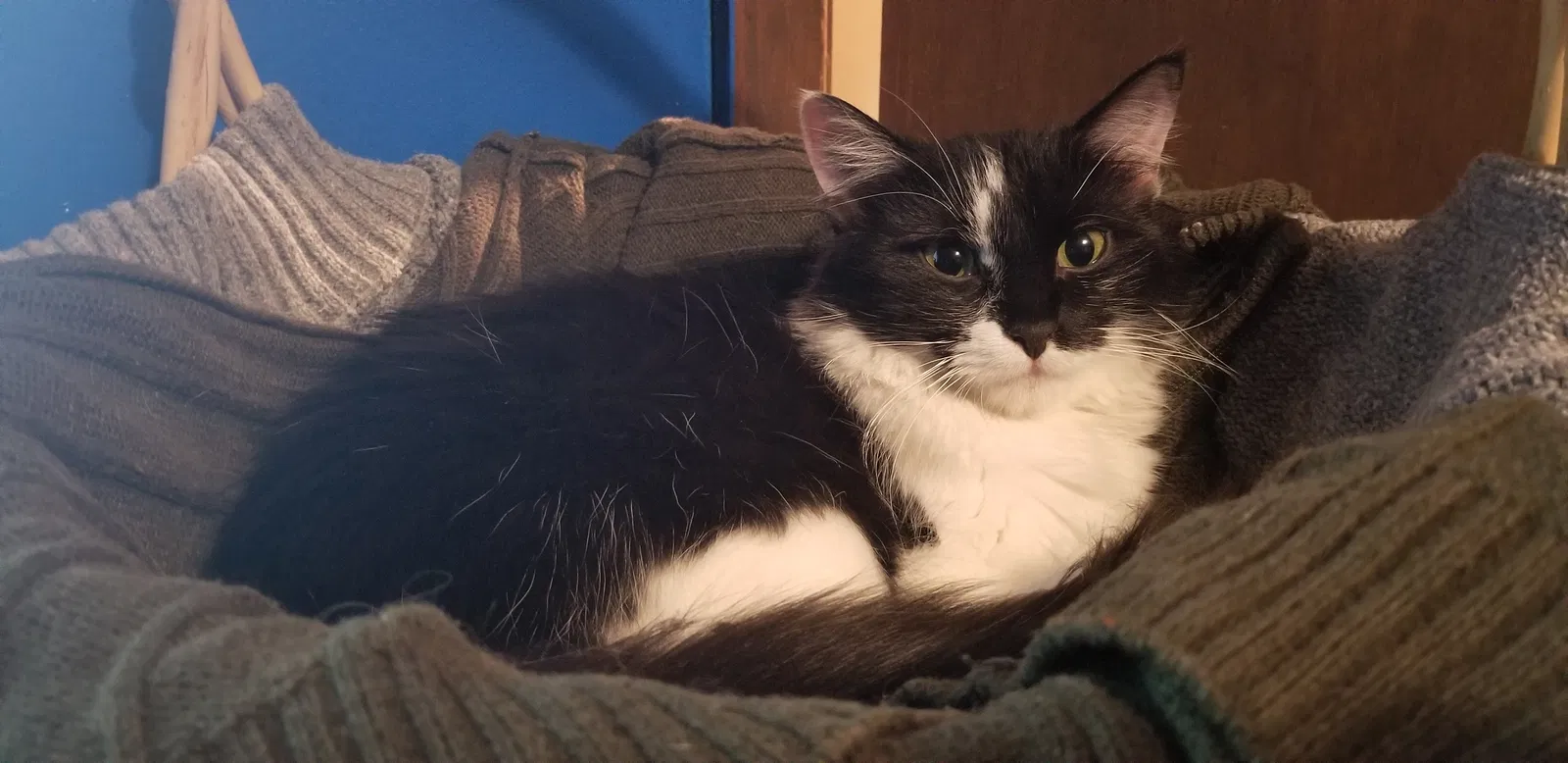 Lost cat in Bridgeton, MO, 63044