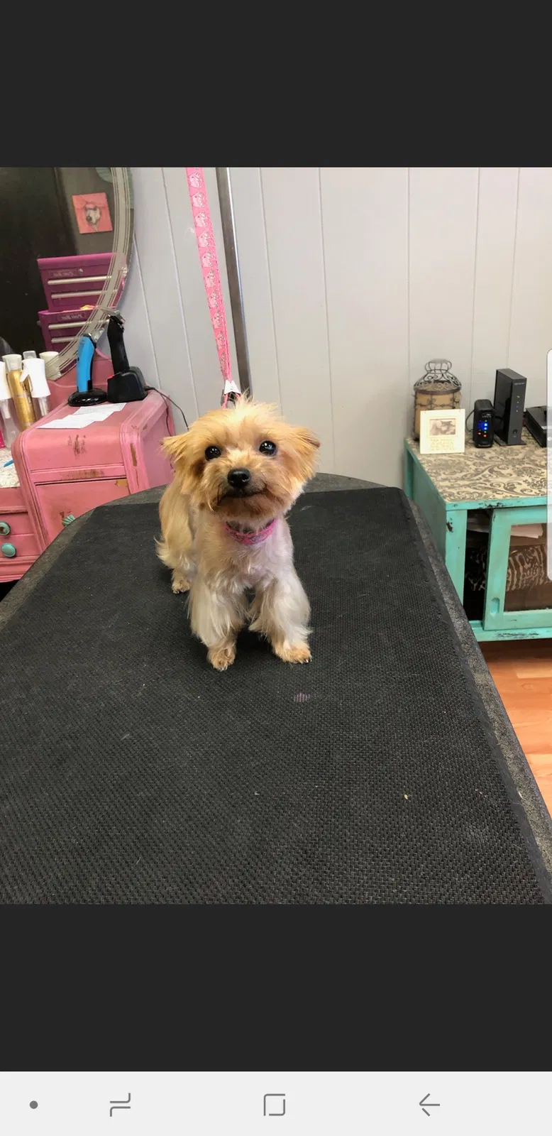 Lost dog in Oklahoma City, OK, 73170