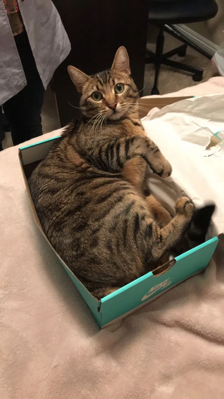 Lost cat in Mission Viejo, CA, 92692