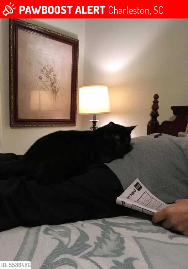 Lost cat in Charleston, SC, 29412
