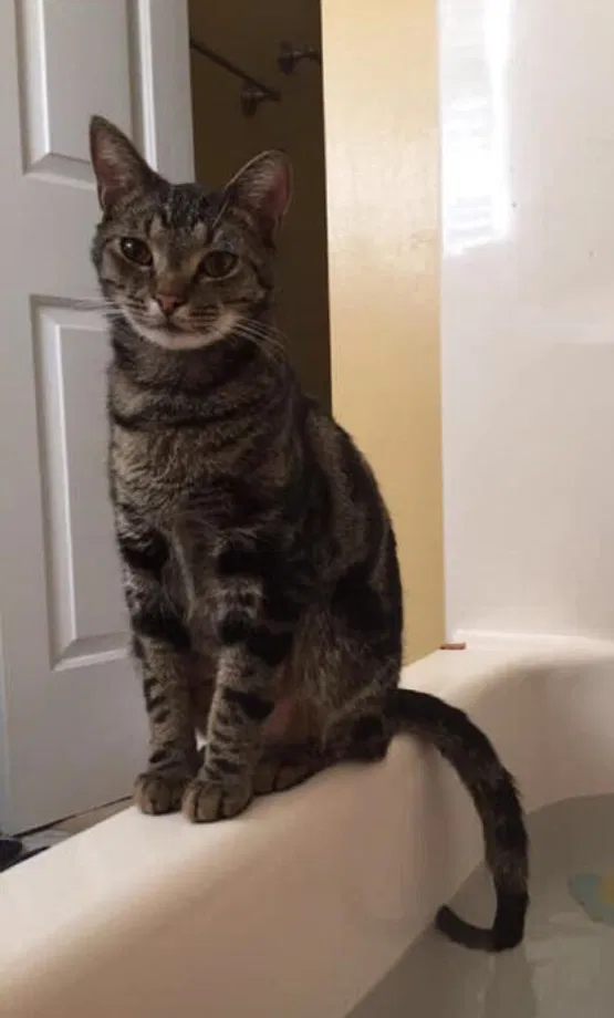 Lost cat in Simpsonville, SC, 29680