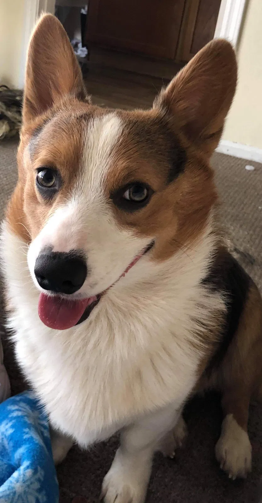 Lost dog in Mesa, AZ, 85205