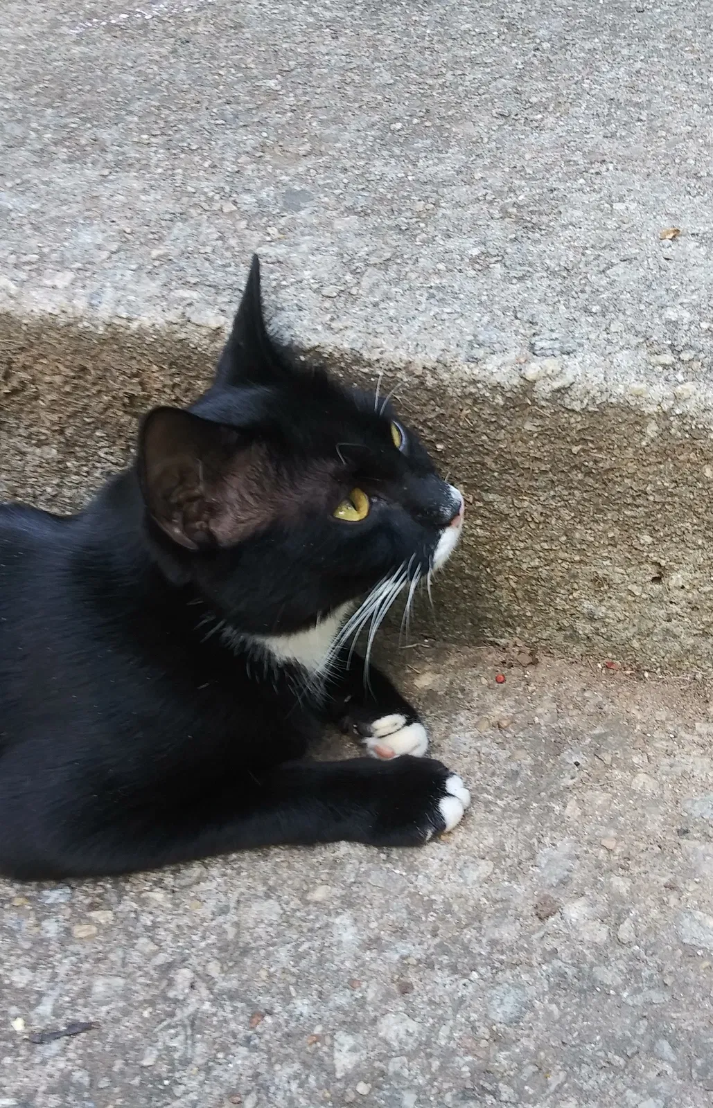 Lost cat in Rex, GA, 30273