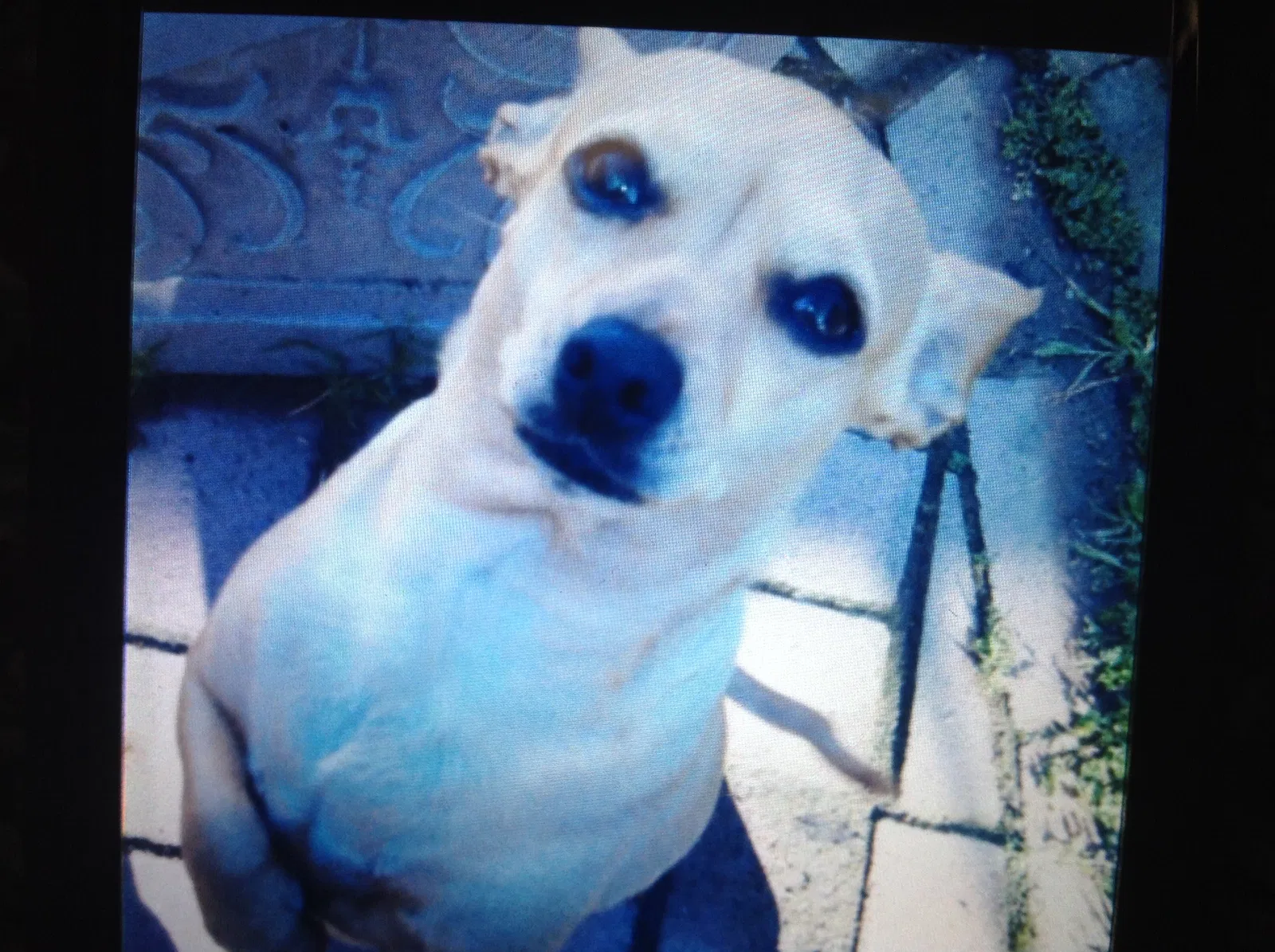 Lost dog in Fresno, CA, 93704