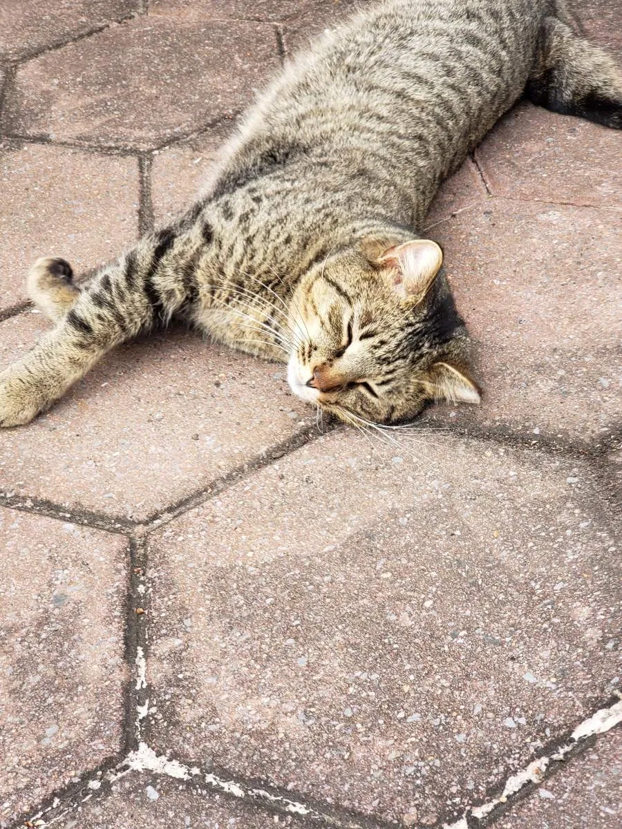 Lost cat in Chesapeake, VA, 23321