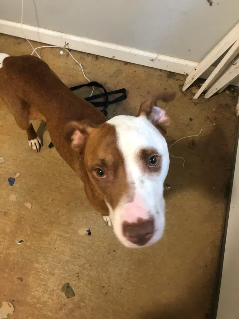 Found dog in Nettleton, MS, 38858