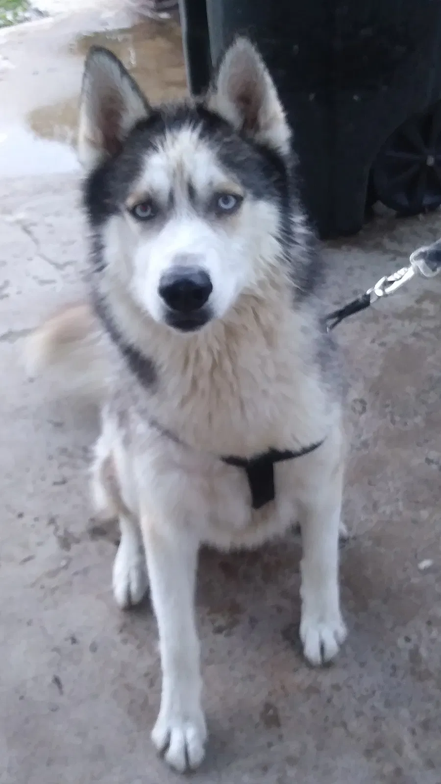 Lost dog in Orlando, FL, 32807