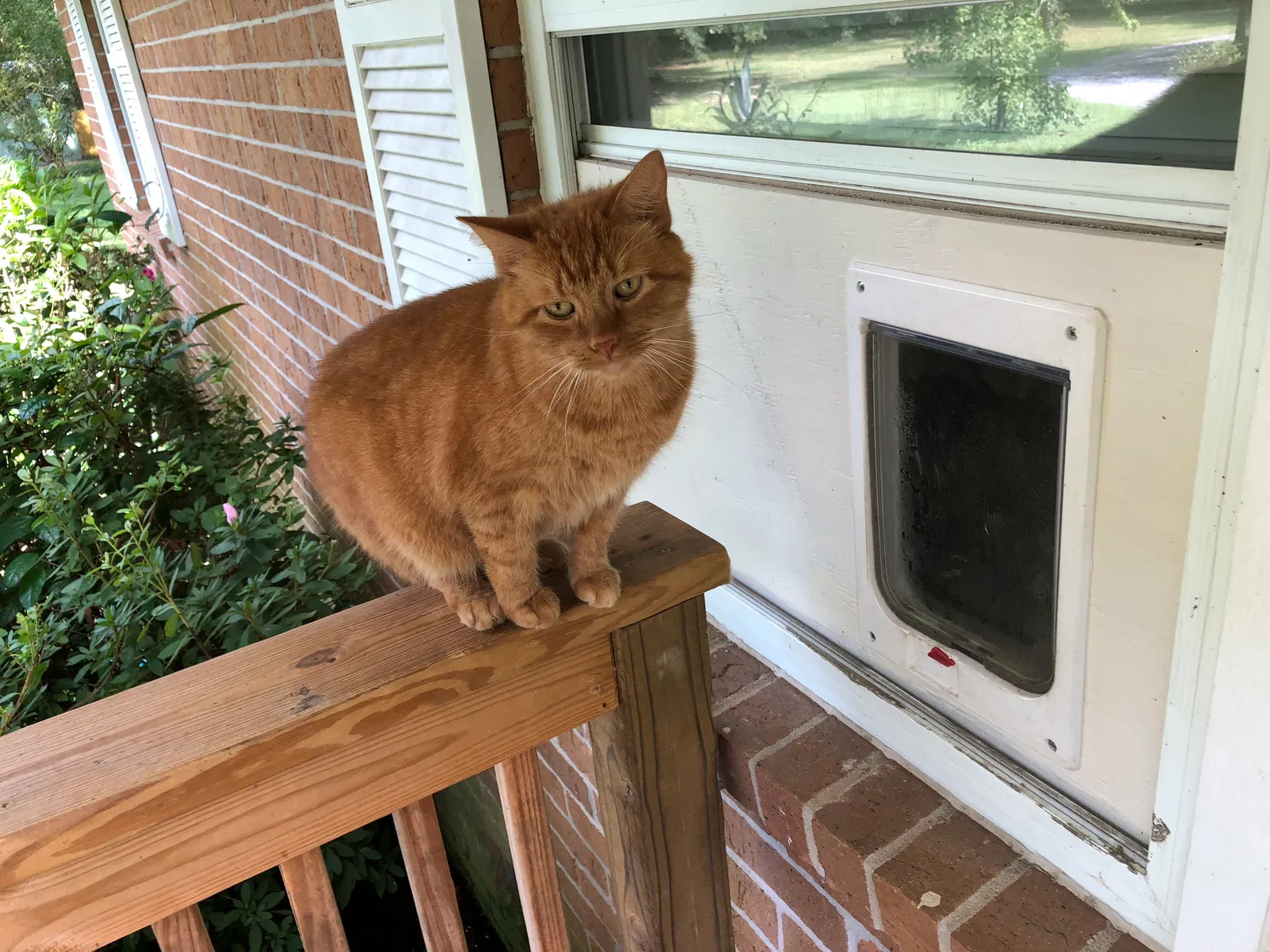 Lost cat in Cantonment, FL, 32533