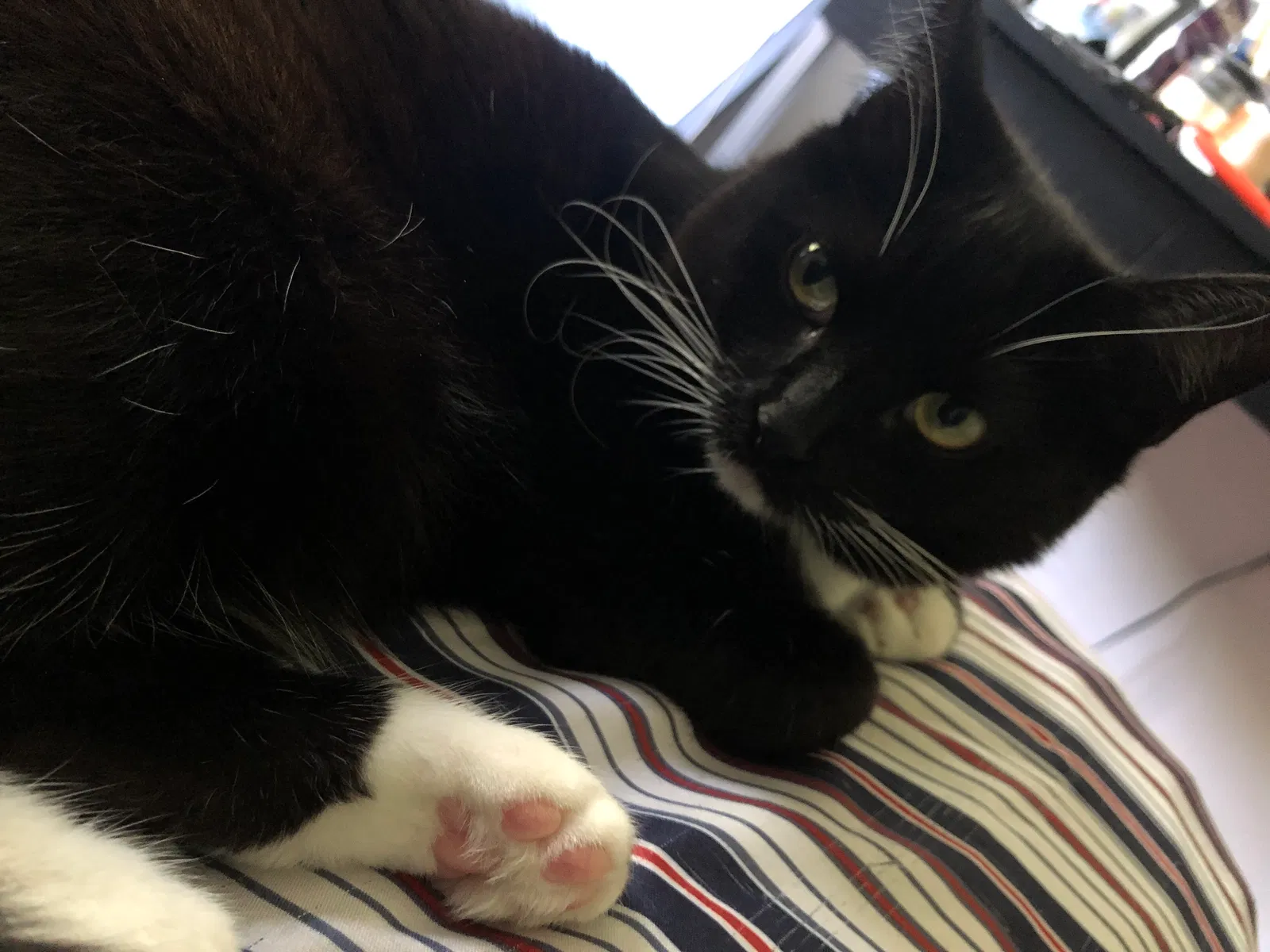 Lost cat in Diamond Bar, CA, 91765