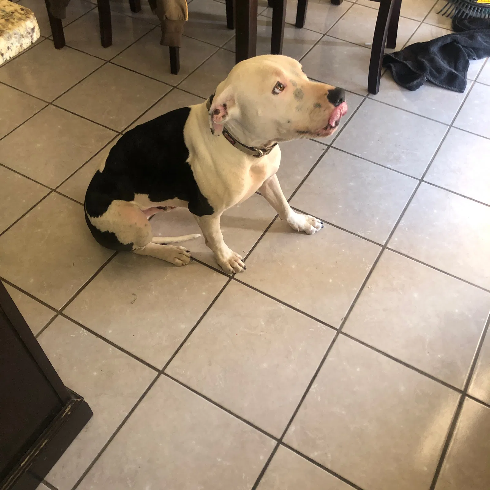 Lost dog in El Paso, TX, 79938
