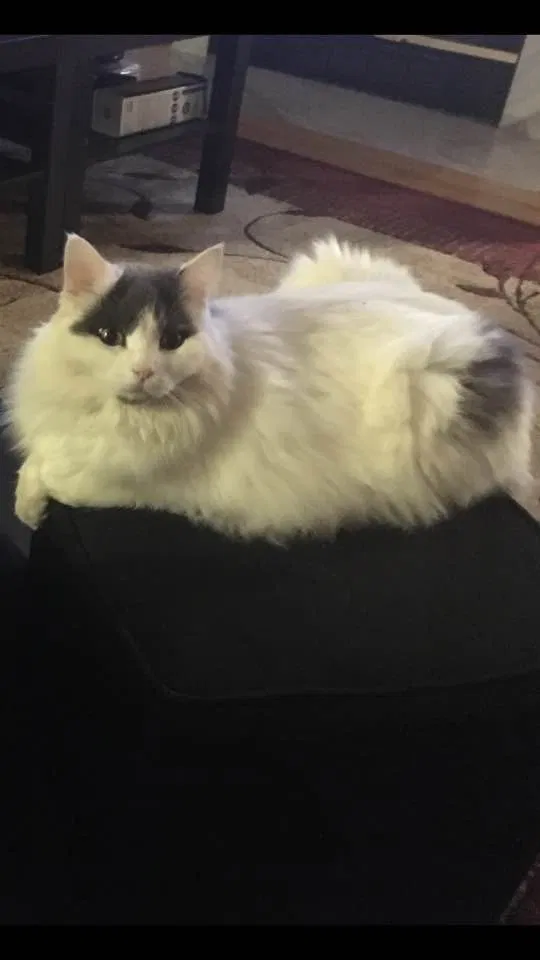 Lost cat in Charlotte, NC, 28269