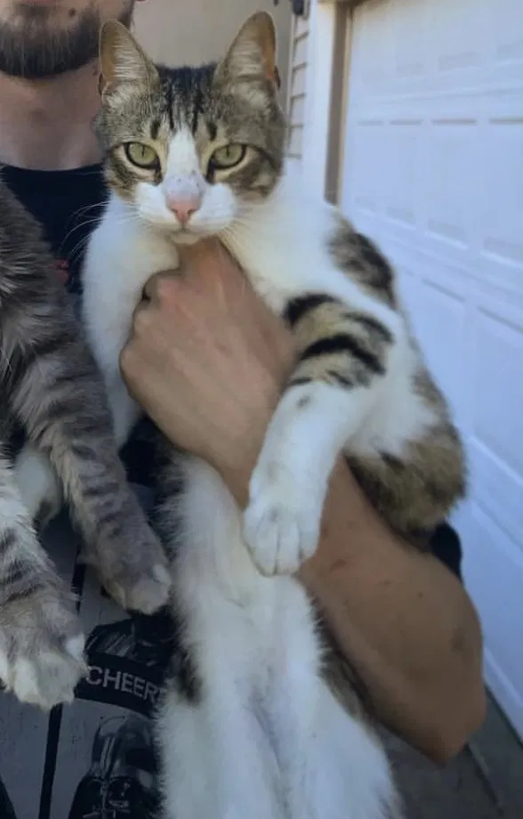 Lost cat in Santa Rosa, CA, 95404