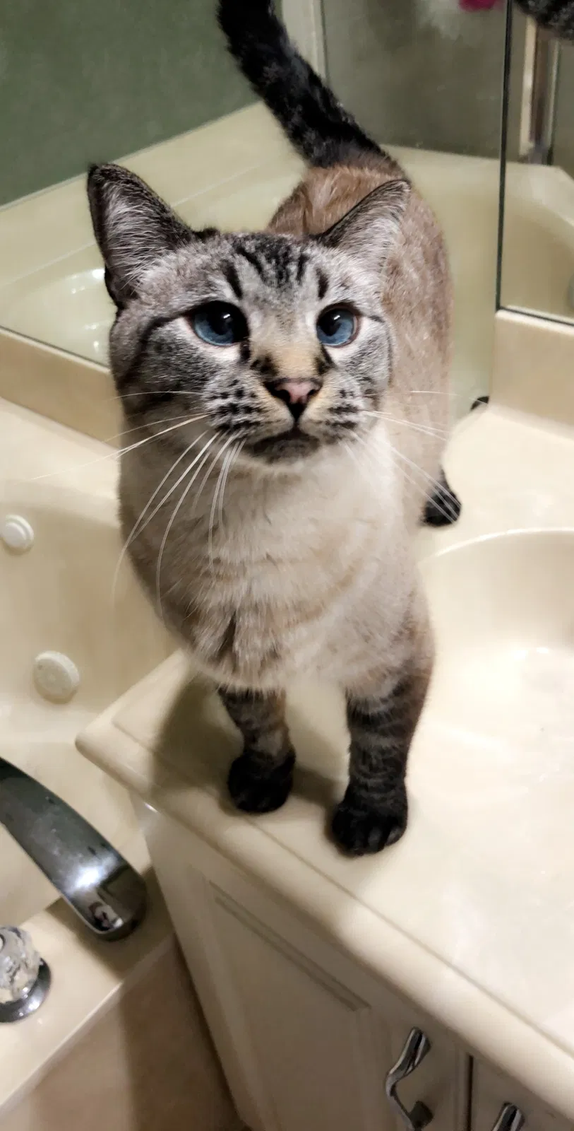 Lost cat in Pompano Beach, FL, 33076