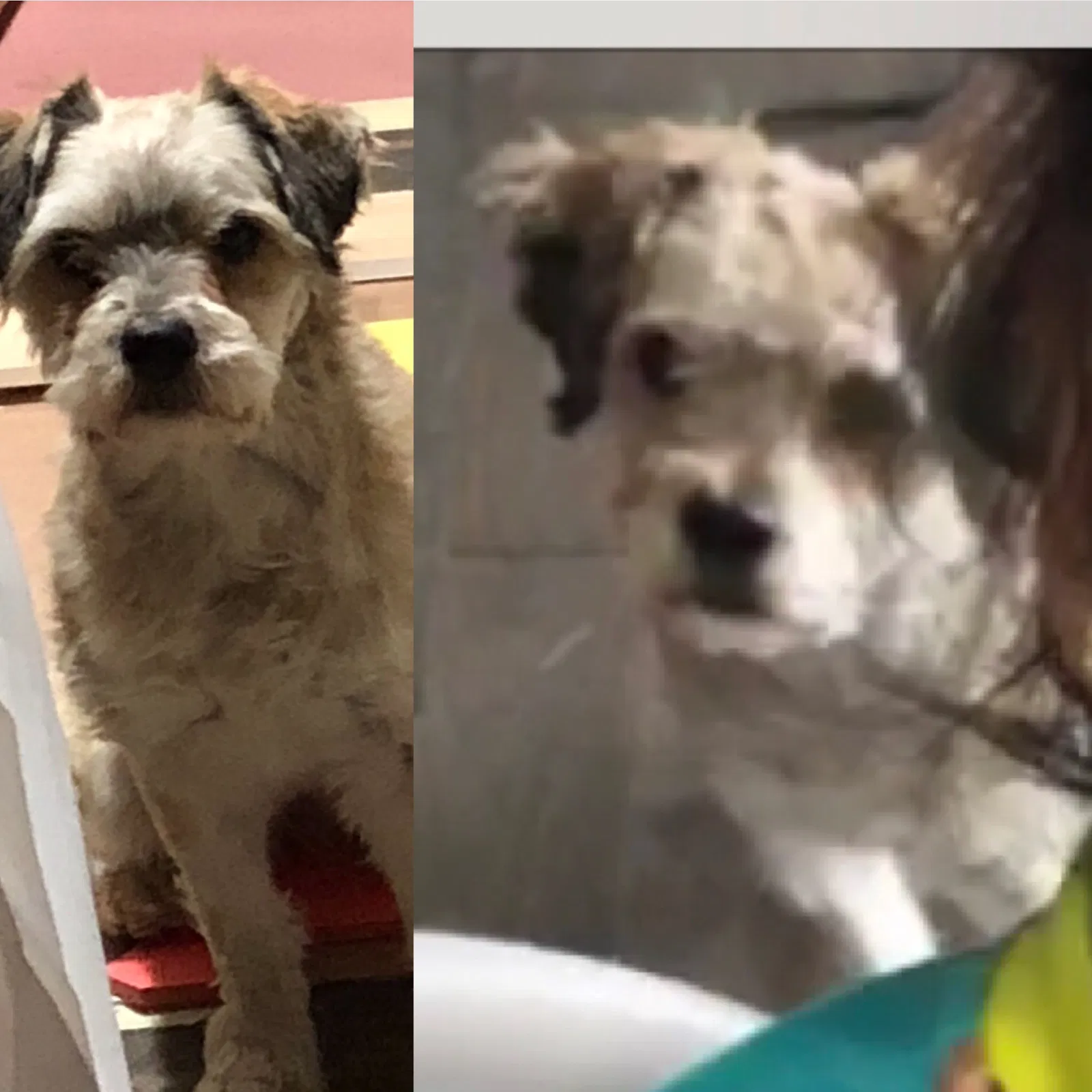 Lost dog in Everett, WA, 98204