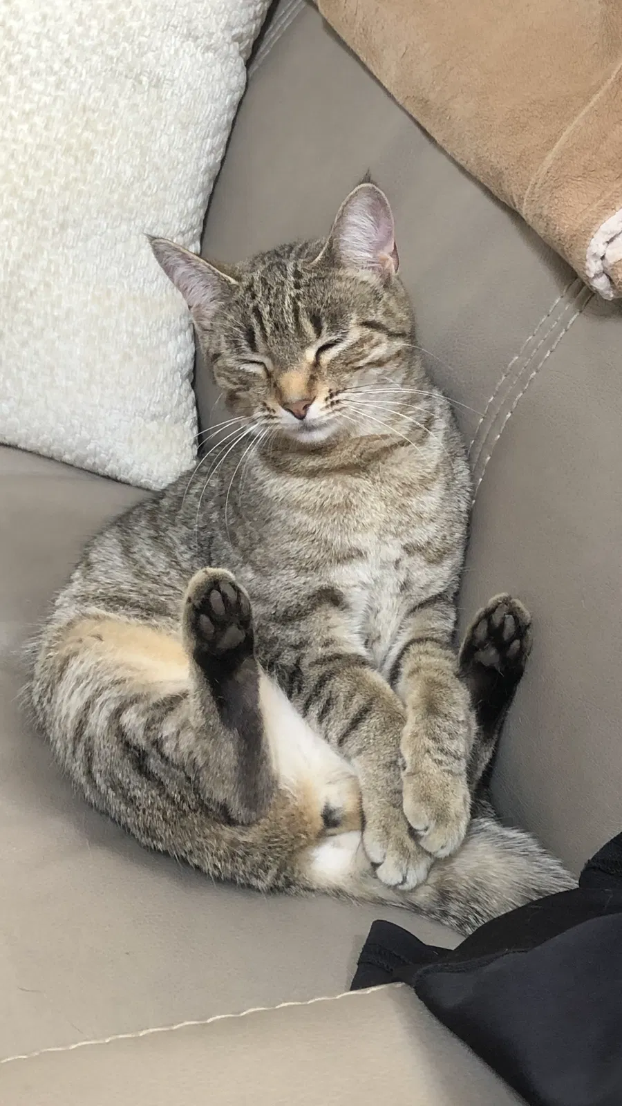 Lost cat in College Grove, TN, 37046