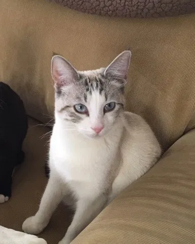 Lost cat in Tucson, AZ, 85735