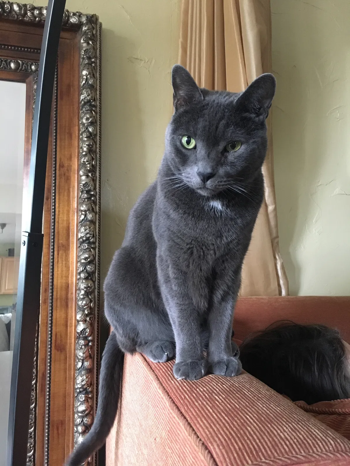 Lost cat in Cardiff By The Sea, CA, 92007